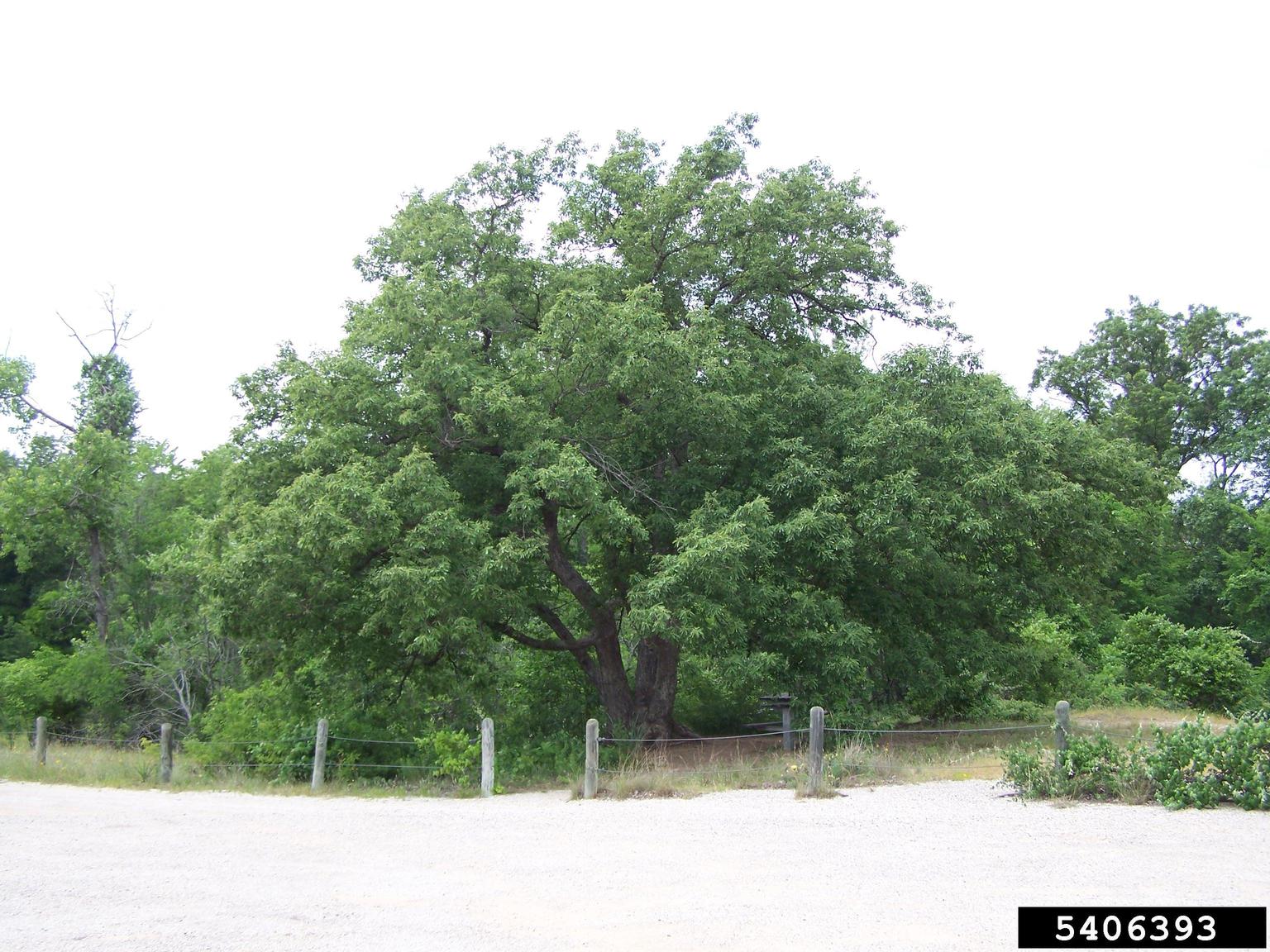 chinquapin mature size trees Chinquapin mature size trees